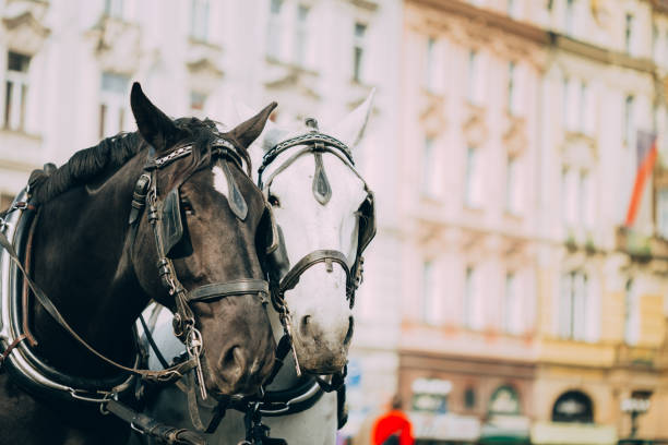 istock Close-Up Of Horses Against Building 1032790644