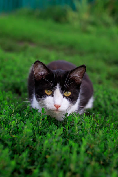 istock funny sad kitten sitting lurking in the green grass 1032798238