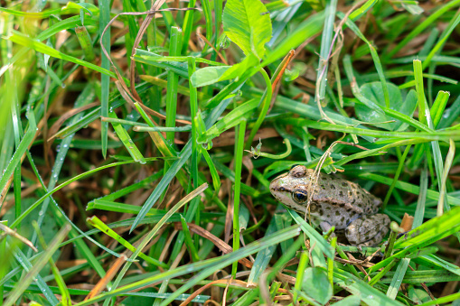 Brown frog sitting in green grass with dew drops
