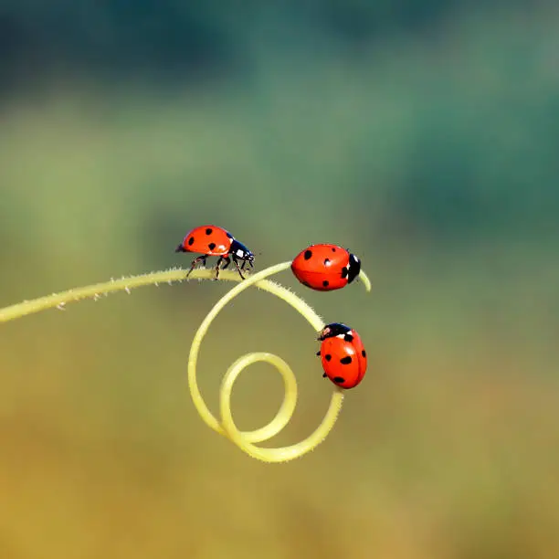 Photo of three little ladybugs crawling through a maze of blades of grass in a summer meadow