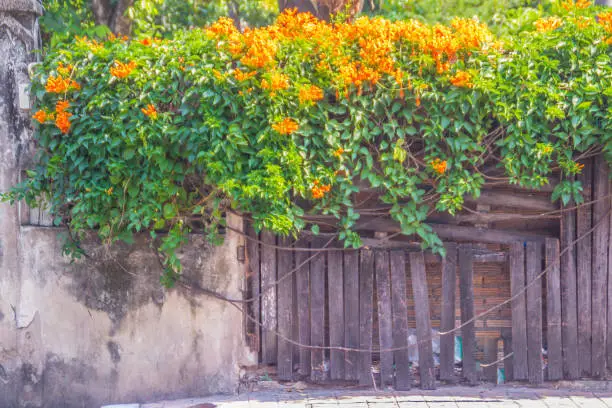 Beautiful orange trumpet flowers (Pyrostegia venusta) blooming on old fence background. Pyrostegia venusta also known as Orange trumpet, Flame flower, Fire-cracker vine, flamevine, orange trumpetvine.