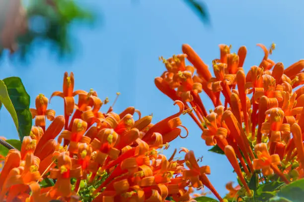 Beautiful orange trumpet flowers (Pyrostegia venusta) blooming with sky background. Pyrostegia venusta is also known as Orange trumpet, Flame flower, Fire-cracker vine, flamevine, orange trumpetvine.
