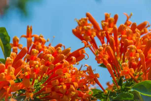 Beautiful orange trumpet flowers (Pyrostegia venusta) blooming with sky background. Pyrostegia venusta is also known as Orange trumpet, Flame flower, Fire-cracker vine, flamevine, orange trumpetvine.