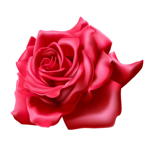 リアルな 3 d ローズ、ベクトル図、白地に赤いバラ - rose white background red bouquet点のイラスト素材／クリップアート素材／マンガ素材／アイコン素材