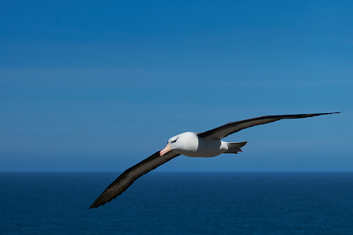 Black-browed Albatross (Thalassarche melanophrys) in flight along the cliffs of West Point Island in the Falkland Islands.