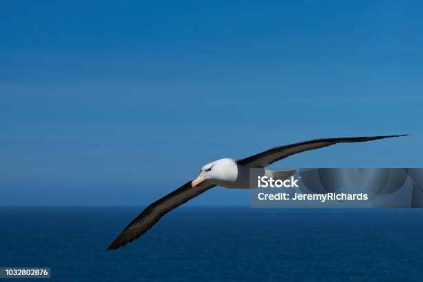 Blackbrowed Albatross In Flight Stock Photo - Download Image Now - Albatross, Flying, Remote Location