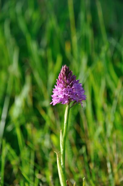 istock wild orchid in a meadow 1032802898