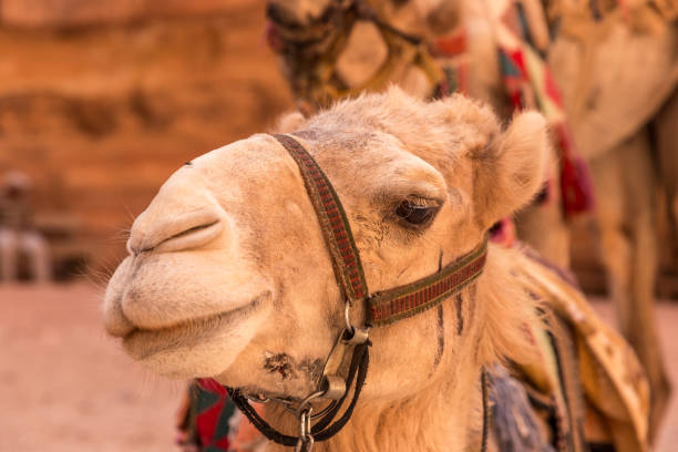 istock Bedouin camel's head. Camel looking to a camera, Jordan 1032802966