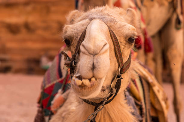 istock Close-up view Camel's head, Jordan 1032802970