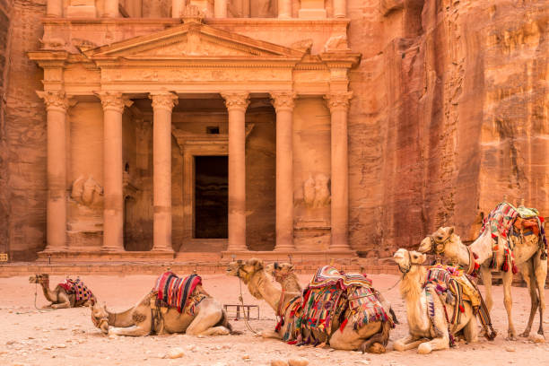 petra, jordanien - 30. juni 2014: kamele ruht in der nähe des alten tempels in petra, jordanien - frontgiebel stock-fotos und bilder