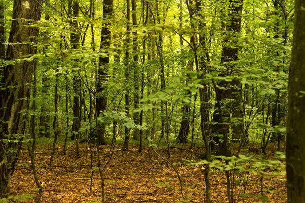 Natural landscape; forest of young oak trees in spring