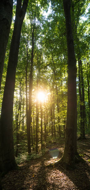 istock Beech forest, the main forest-forming species of Europe 1032804350