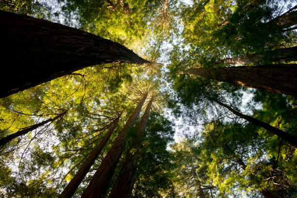 istock Muir Woods National Monument 1032806398