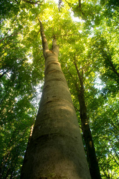 istock Beech forest, the main forest-forming species of Europe 1032806454