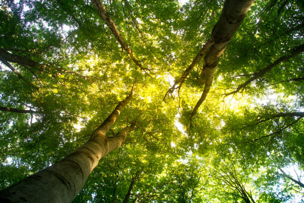 istock Beech forest, the main forest-forming species of Europe 1032806474