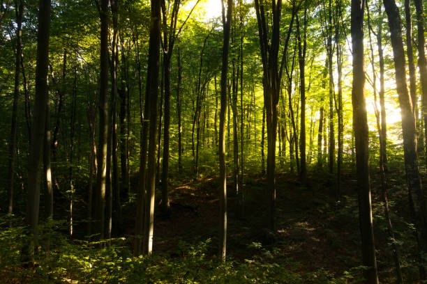 istock Beech forest, the main forest-forming species of Europe 1032806712