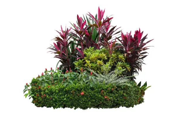 Photo of Tropical landscaping garden shrub with various types of plants, bush of foliage (cordyline, dracaena, croton) and flowering (Ixora, red button ginger) isolated on white background with clipping path.