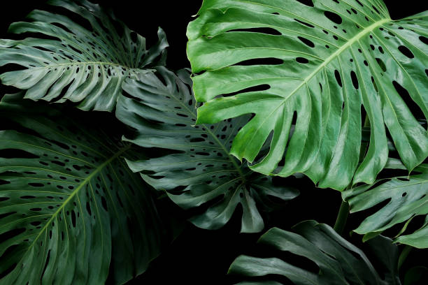 istock Tropical leaves exotic floral pattern of split leaf philodendron Monstera (Monstera deliciosa) the forest foliage plant on black background. 1032806736