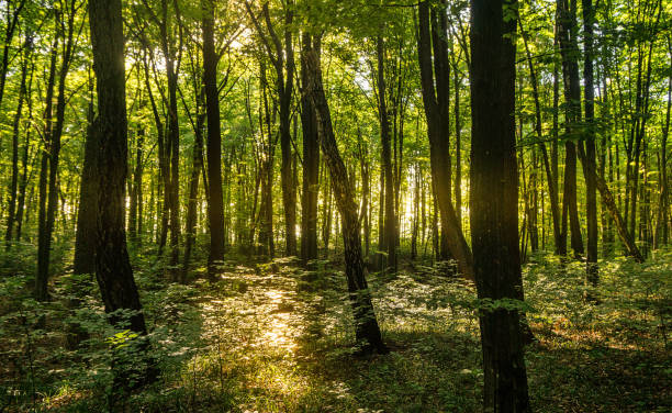 istock Beech forest, the main forest-forming species of Europe 1032807080