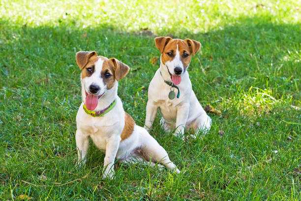 istock Jack Russell's puppies are played with each other 1032807866