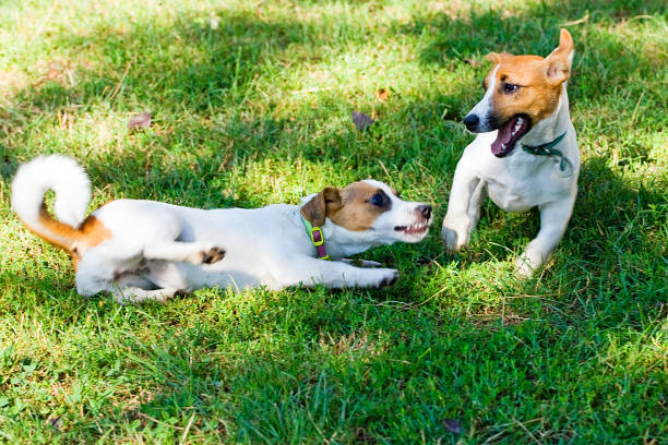 istock Jack Russell's puppies are played with each other 1032807868