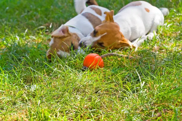 Photo of Jack Russell's puppies are played with each other