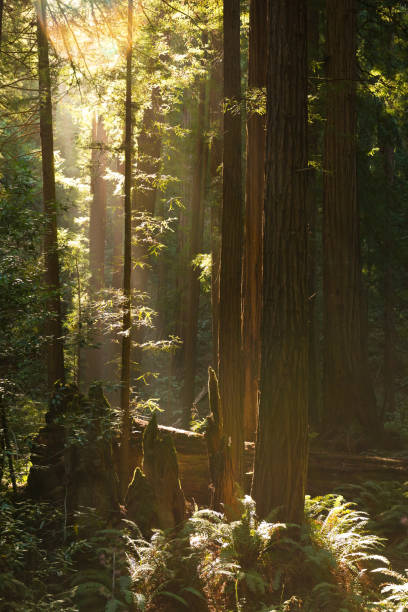 istock Muir Woods National Monument 1032808144
