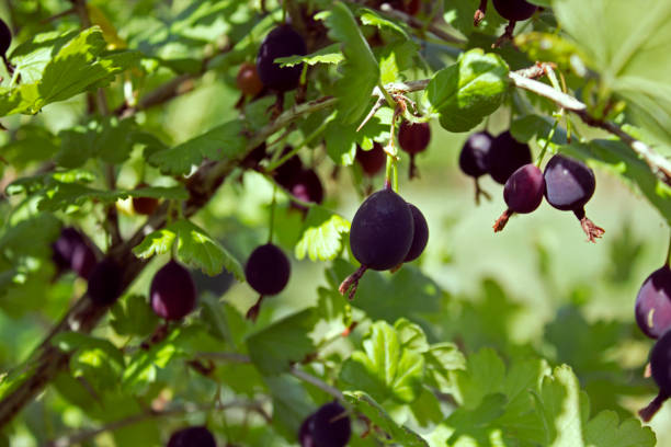 istock Gooseberry branch with some ripe black berries 1032810624