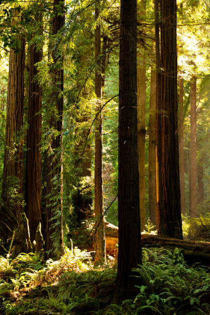 istock Muir Woods National Monument 1032812772