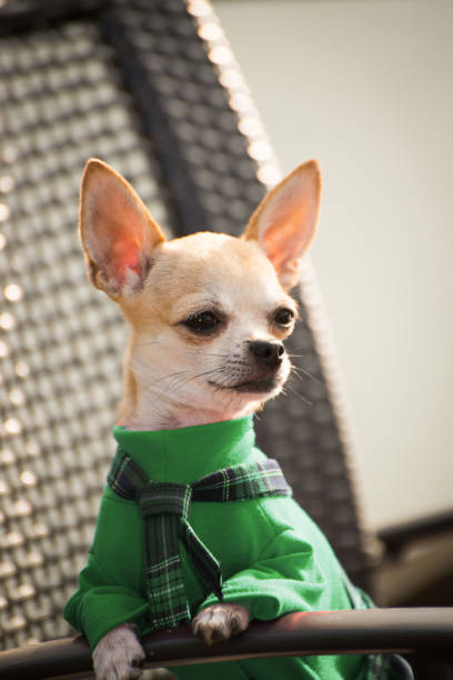 istock Dog in green clothes for a walk 1032813926