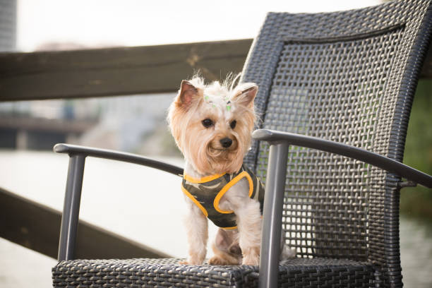 istock Little dog in clothes for a walk 1032816312