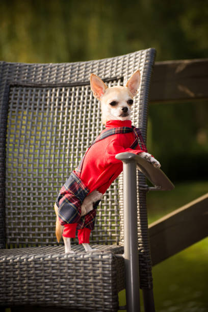 istock Little dog in clothes for a walk 1032816700