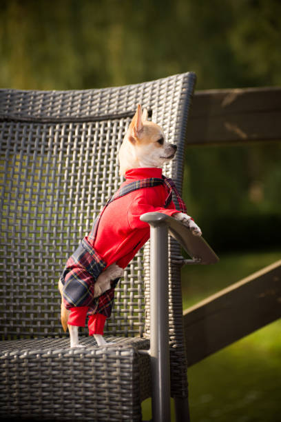 istock Little dog in clothes for a walk 1032816732