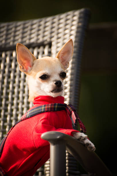 istock Little dog in clothes for a walk 1032816770