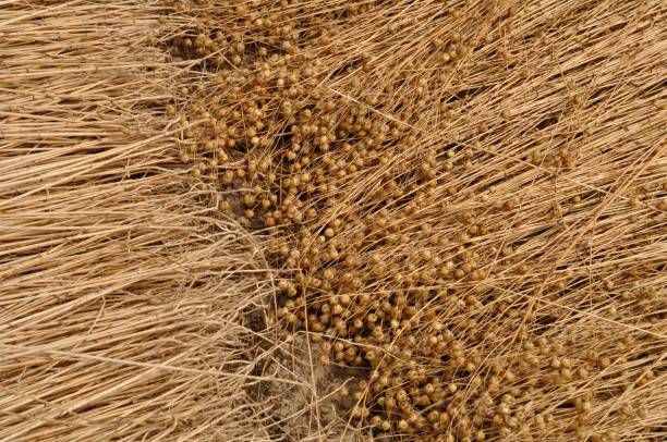 istock France, linen field in Normandy 1032816828