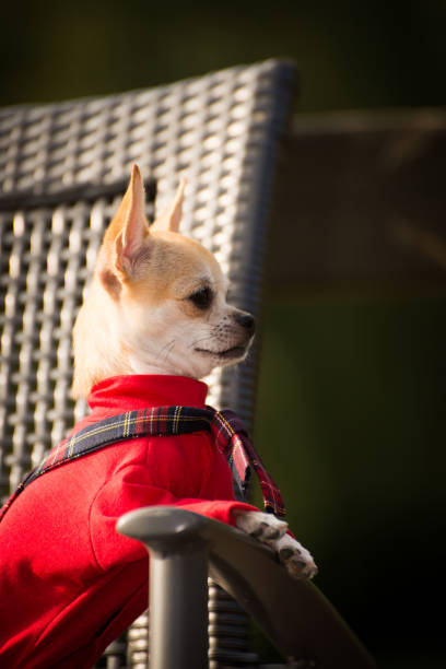 istock Little dog in clothes for a walk 1032816886