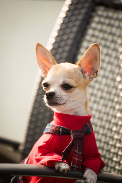 istock Little dog in clothes for a walk 1032817062