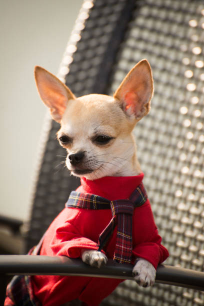 istock Little dog in clothes for a walk 1032817118