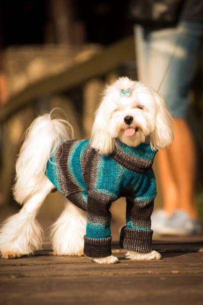 istock Little dog in clothes for a walk 1032817308