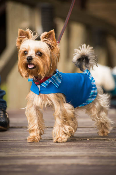 istock Little dog in clothes for a walk 1032817408