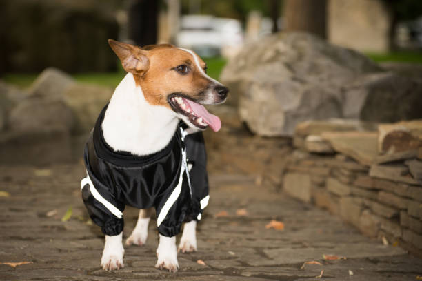 istock Little dog in clothes for a walk 1032822422