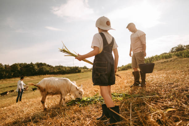 istock Young family at the farm 1032822434
