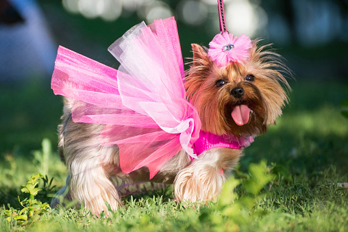 a dog in a wedding dress posing outdoors