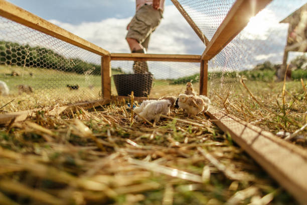istock Little chickens at the farm 1032823646