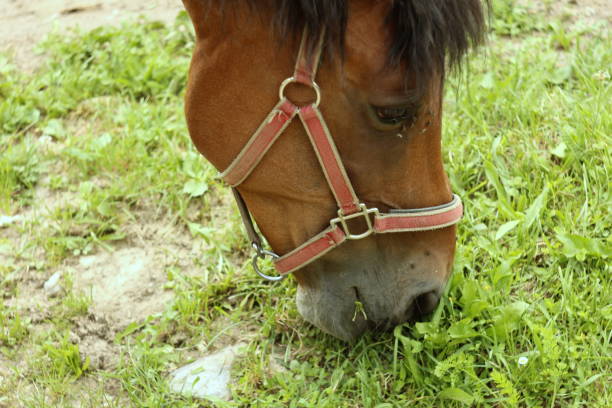 Close up on a head of a brown horse with a fly