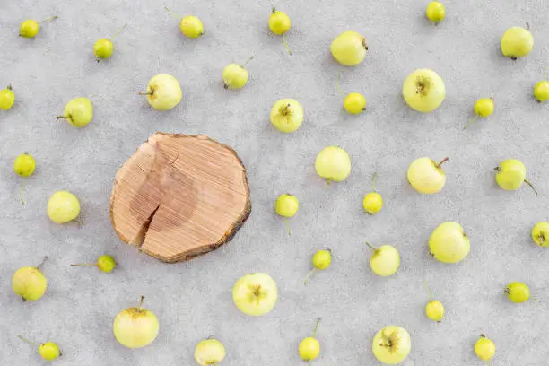 Wild apples and apple tree stump with copy space, on concrete background. August nature flat lay.