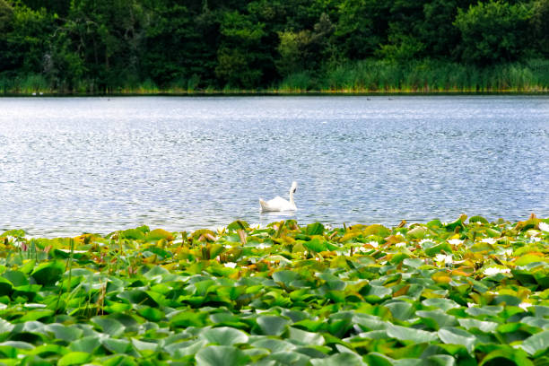 Swan swimming in a lake with flowering lily pads in Blarney, Ireland