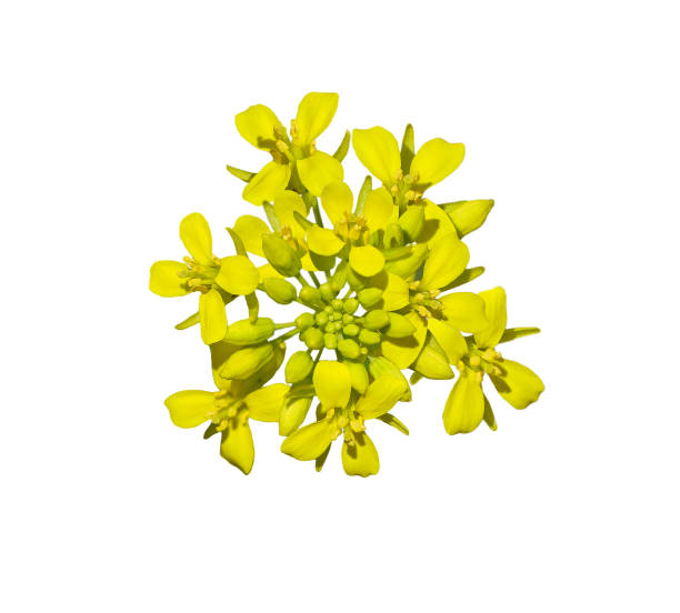 istock Brassica Napus Flower 1032835296