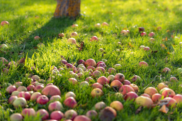 Apples, fall fruit stock photo