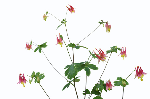 Pink Yellow Wild Columbine Aquilegia canadensis flower isolated on white background